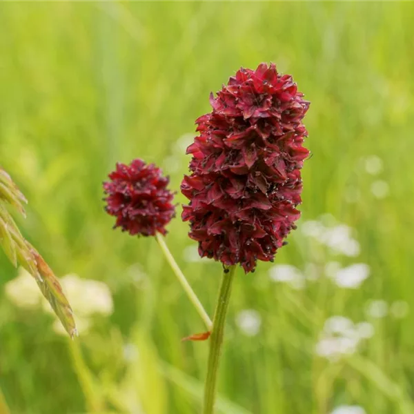 Großer Wiesenknopf