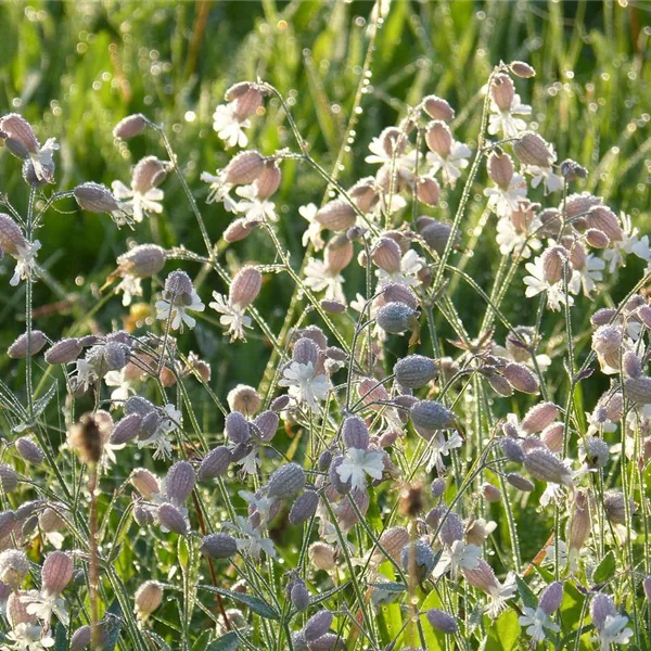 Taubenkropf Leimkraut