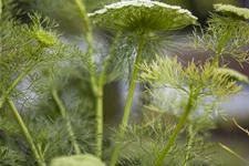 Gewöhnlicher Fenchel 9 x 9 cm Topf 0,5 Liter