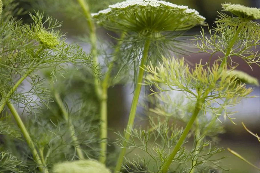 Gewöhnlicher Fenchel 9 x 9 cm Topf 0,5 Liter