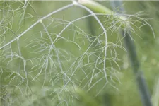 Gewöhnlicher Fenchel 9 x 9 cm Topf 0,5 Liter