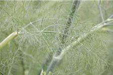 Gewöhnlicher Fenchel 9 x 9 cm Topf 0,5 Liter