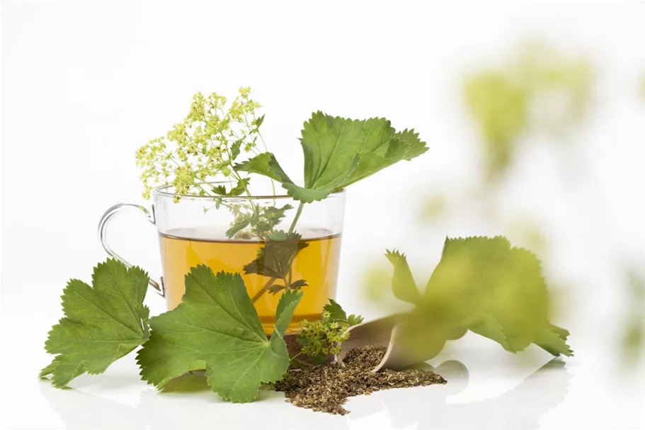 Gewöhnlicher Fenchel 9 x 9 cm Topf 0,5 Liter