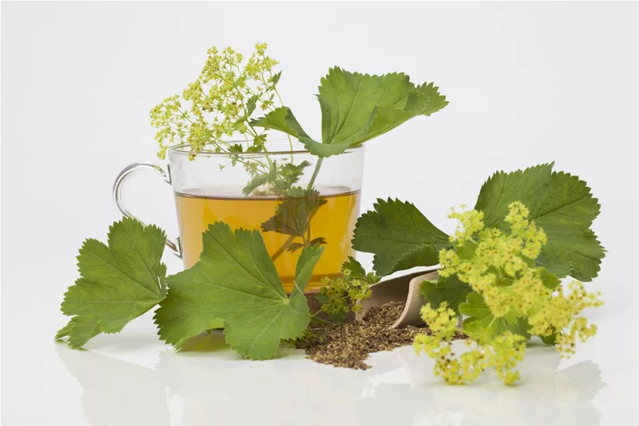 Gewöhnlicher Fenchel 9 x 9 cm Topf 0,5 Liter