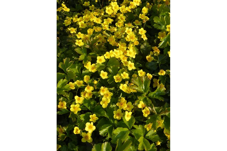 Dreiblättrige Waldsteinie Topfgröße 0,5 Liter Ecktopf / 6er-Set