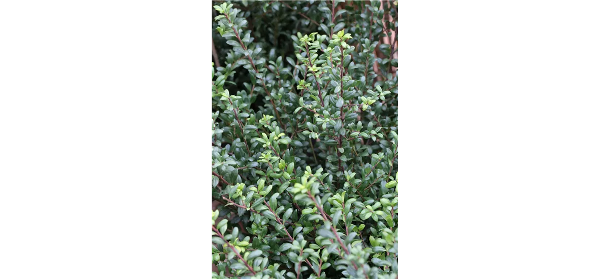 Berg-Ilex 'Ellipta Convex' Topfgröße 2,3 Liter