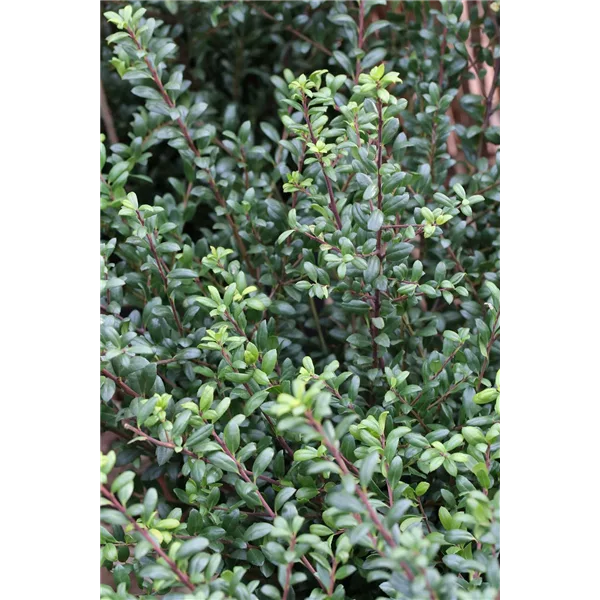 Berg-Ilex 'Ellipta Convex'