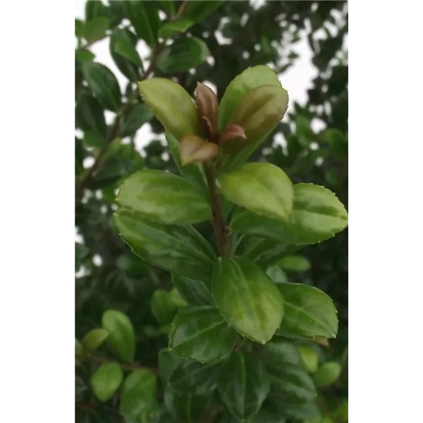 Berg-Ilex 'Josaile'