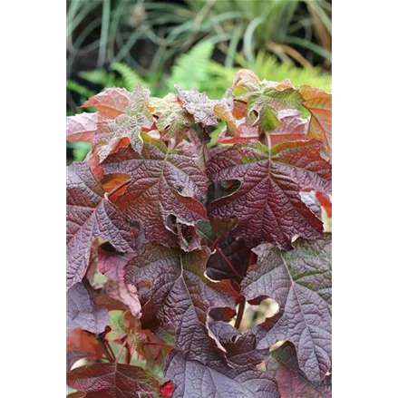 Eichenblättrige Hortensie 'Ruby Slippers'