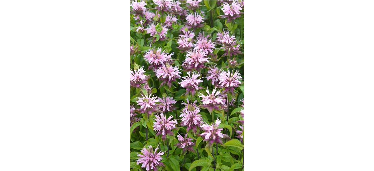 Garten-Indianernessel 'Croftway Pink' Topfgröße 1 Liter