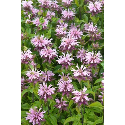 Garten-Indianernessel 'Croftway Pink'