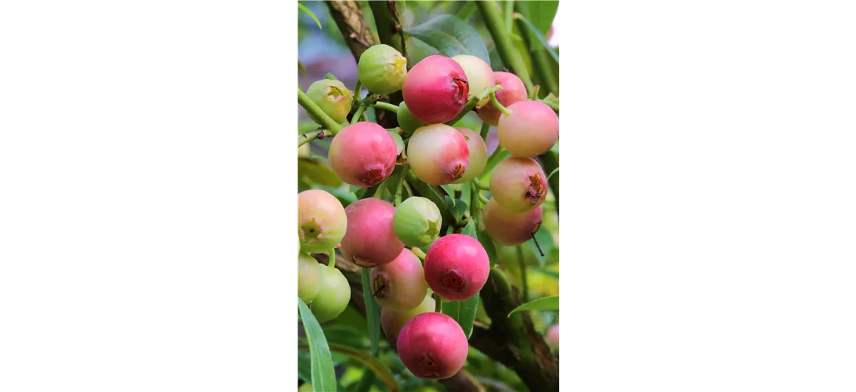 Heidelbeere 'Pink Lemonade' Topfgröße 5 Liter / Höhe 50-60cm