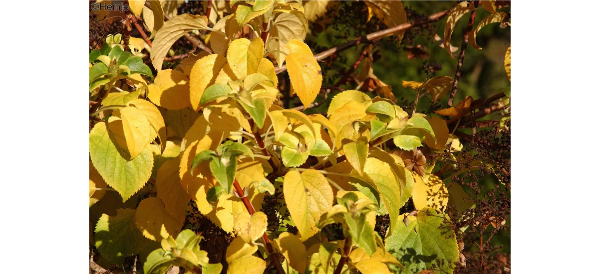 Kletterhortensie 'Cordifolia' Topfgröße 3,4 Liter / Höhe 20-30cm