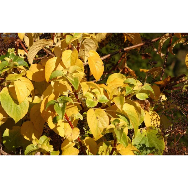 Kletterhortensie 'Cordifolia'