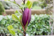 Magnolie 'Black Beauty'® Topfgröße 5 Liter / Höhe 50-60cm