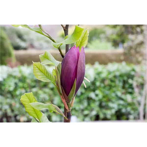 Magnolie 'Black Beauty'®