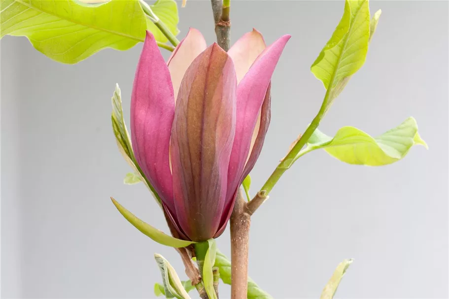 Magnolie 'Black Beauty'® Topfgröße 5 Liter / Höhe 50-60cm