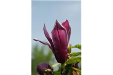 Magnolie 'Black Beauty'® Topfgröße 5 Liter / Höhe 50-60cm