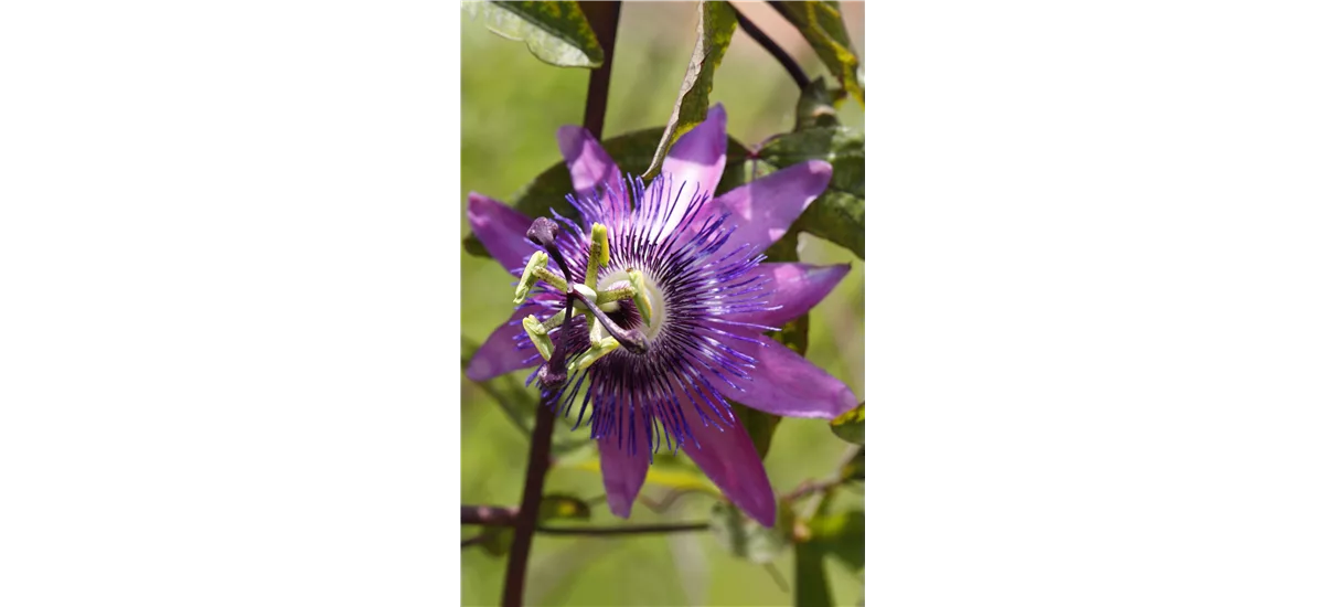 Passionsblume Topfgröße 2 Liter, Vierecktopf, 3 Stäbe