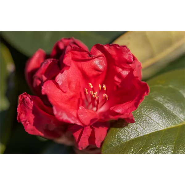 Rhododendron 'Tromba'