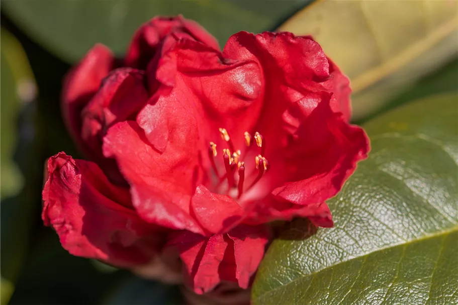 Rhododendron 'Tromba' Topfgröße 5 Liter / Höhe 30-40cm