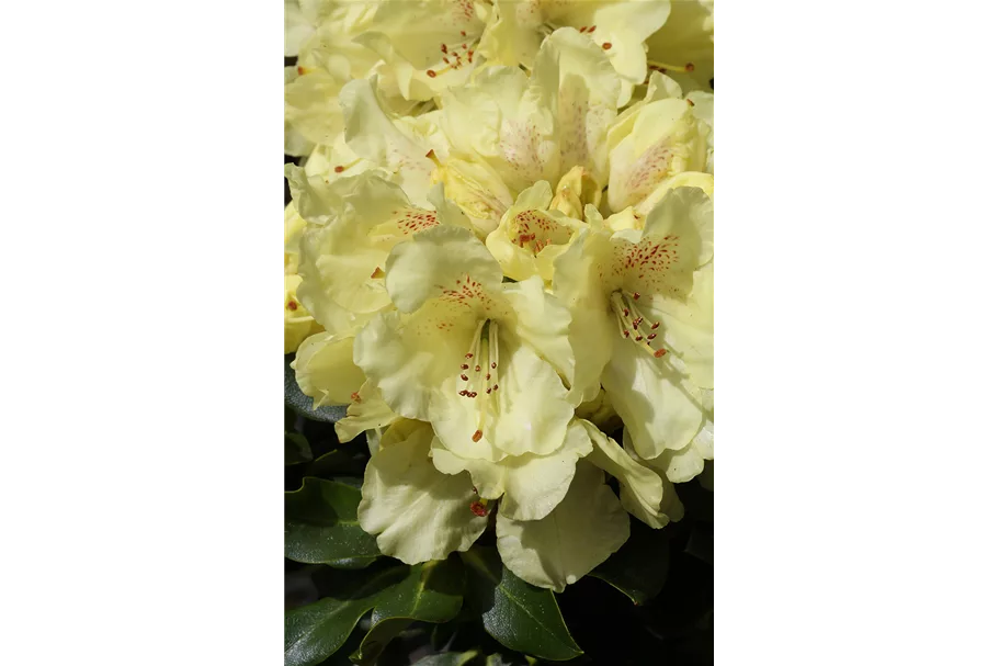 Rhododendron 'Bohlken´s Laura' Topfgröße 5 Liter, Easydendron ®