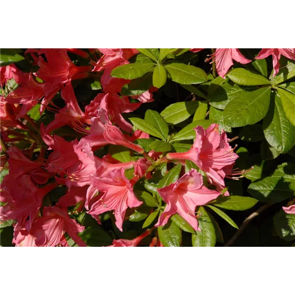 Rhododendron 'Jolie Madame'