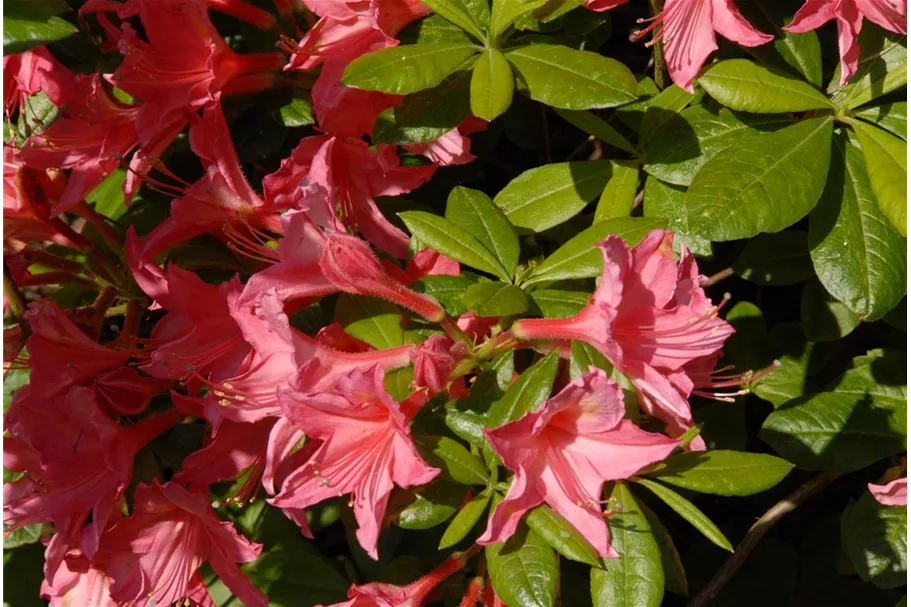 Rhododendron 'Jolie Madame' Topfgröße 5 Liter / Höhe 30-40cm