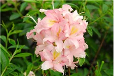 Rhododendron 'Juniduft' Topfgröße 5 Liter / Höhe 30-40cm