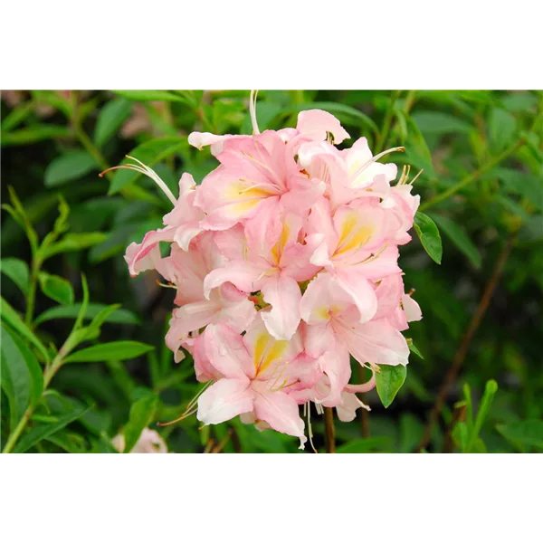 Rhododendron 'Juniduft'