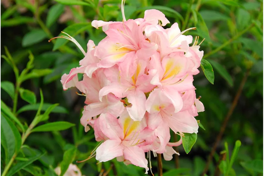 Rhododendron 'Juniduft' Topfgröße 5 Liter / Höhe 30-40cm