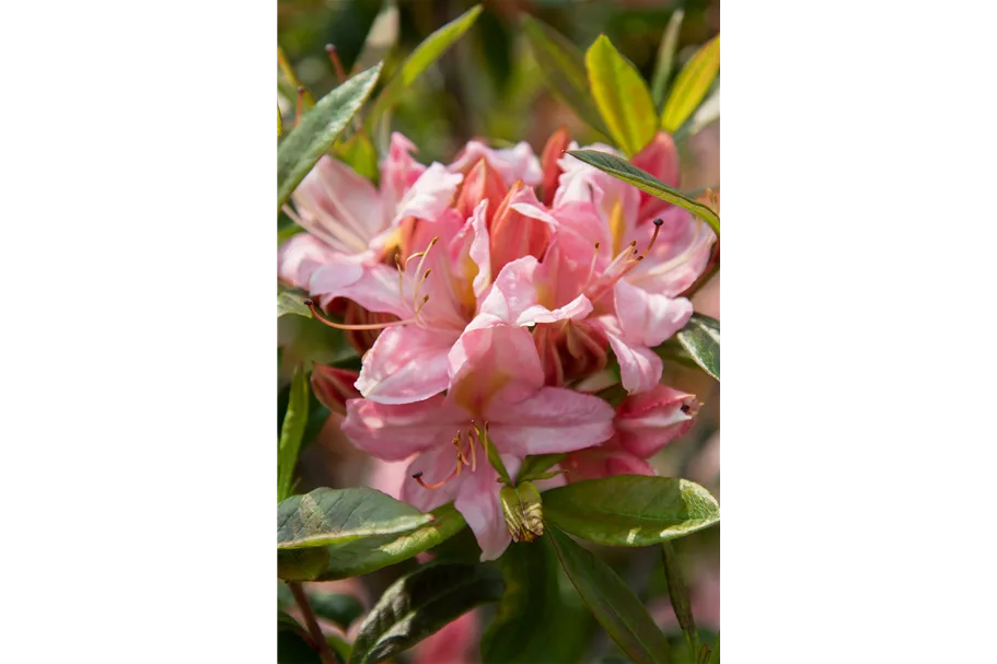 Rhododendron 'Juniduft' Topfgröße 5 Liter / Höhe 30-40cm