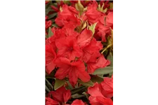 Rhododendron-Hybride 'Vulcan's Flame' Topfgröße 12 Liter