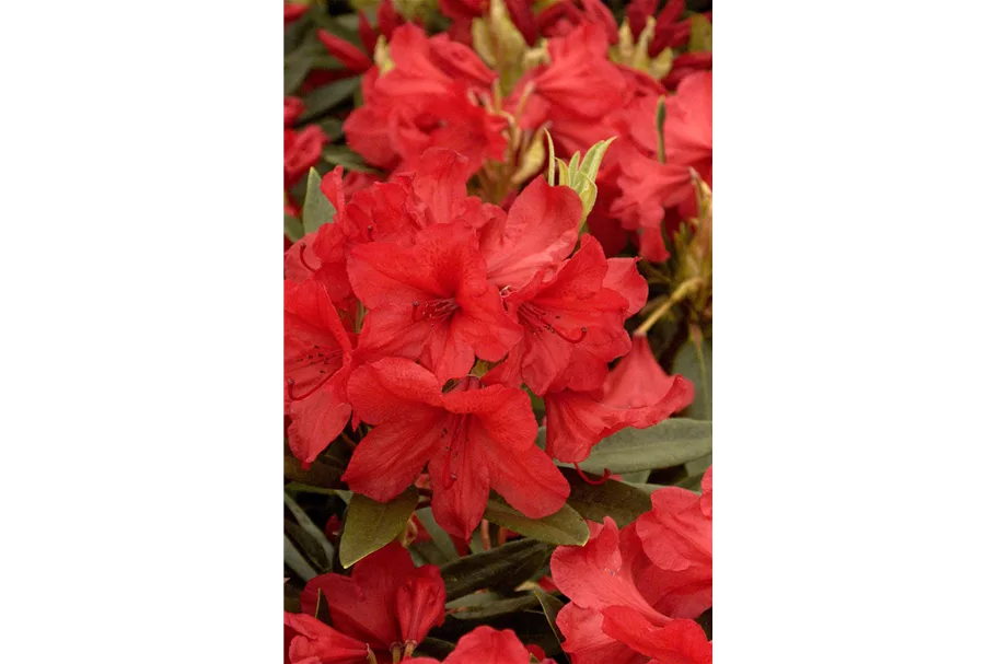 Rhododendron-Hybride 'Vulcan's Flame' Topfgröße 12 Liter