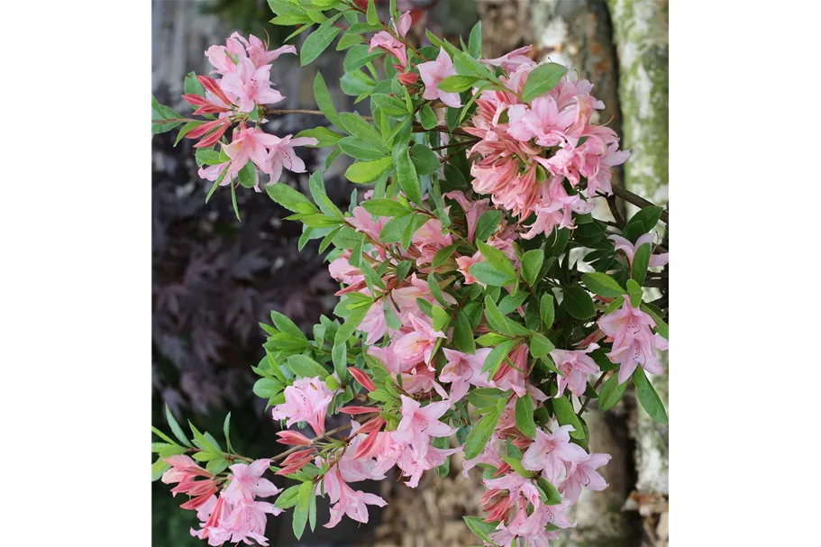 Rhododendron 'Juniduft' Topfgröße 5 Liter / Höhe 30-40cm