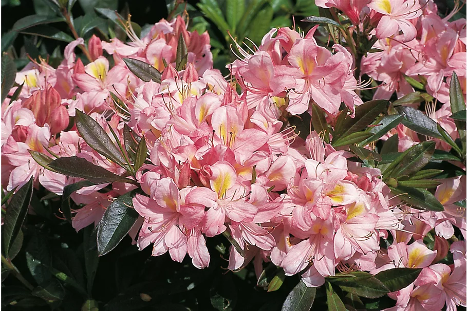 Rhododendron 'Juniduft' Topfgröße 5 Liter / Höhe 30-40cm