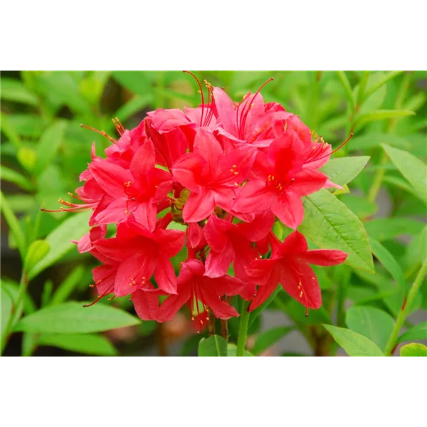 Rhododendron 'Karminduft'