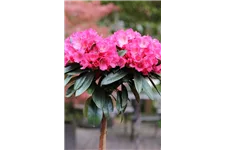 Yaku-Rhododendron 'Morgenrot' 80-er Stamm, Topfgröße 10 Liter