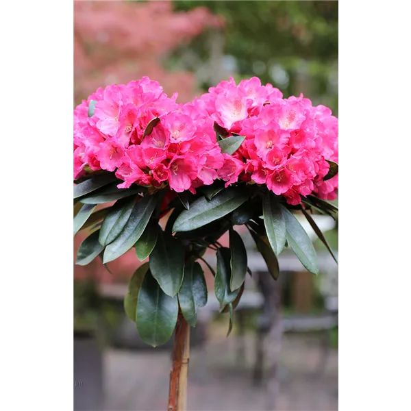 Yaku-Rhododendron 'Morgenrot'