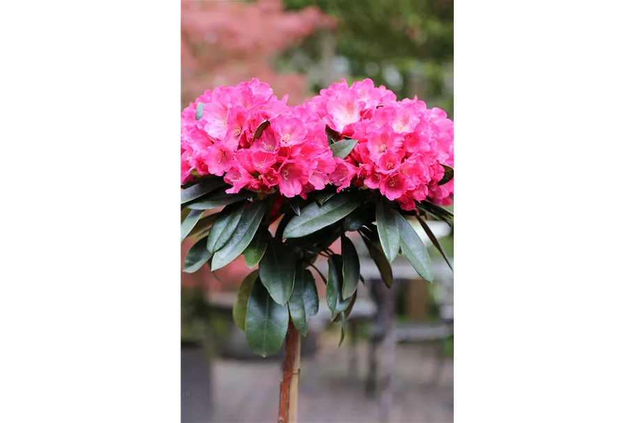 Yaku-Rhododendron 'Morgenrot' 80-er Stamm, Topfgröße 10 Liter