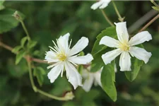 Waldrebe 'Summer Snow' Topfgröße 2 Liter gestäbt /Höhe 60-100cm