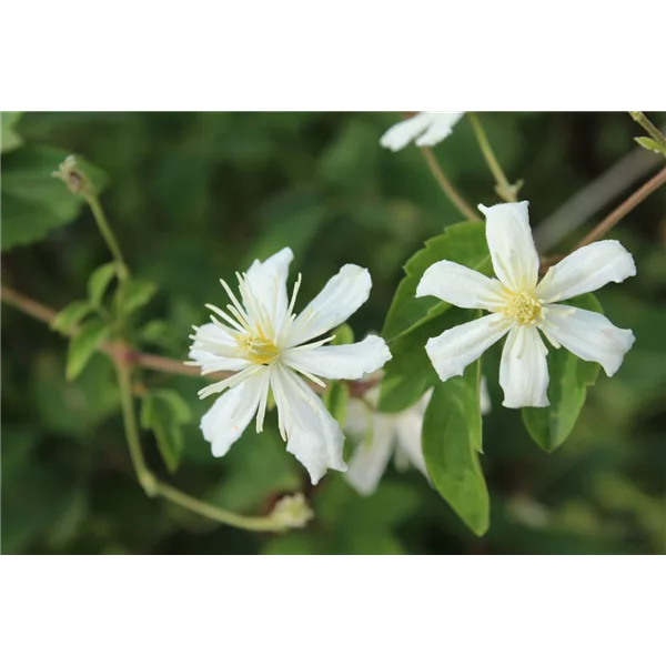 Waldrebe 'Summer Snow'