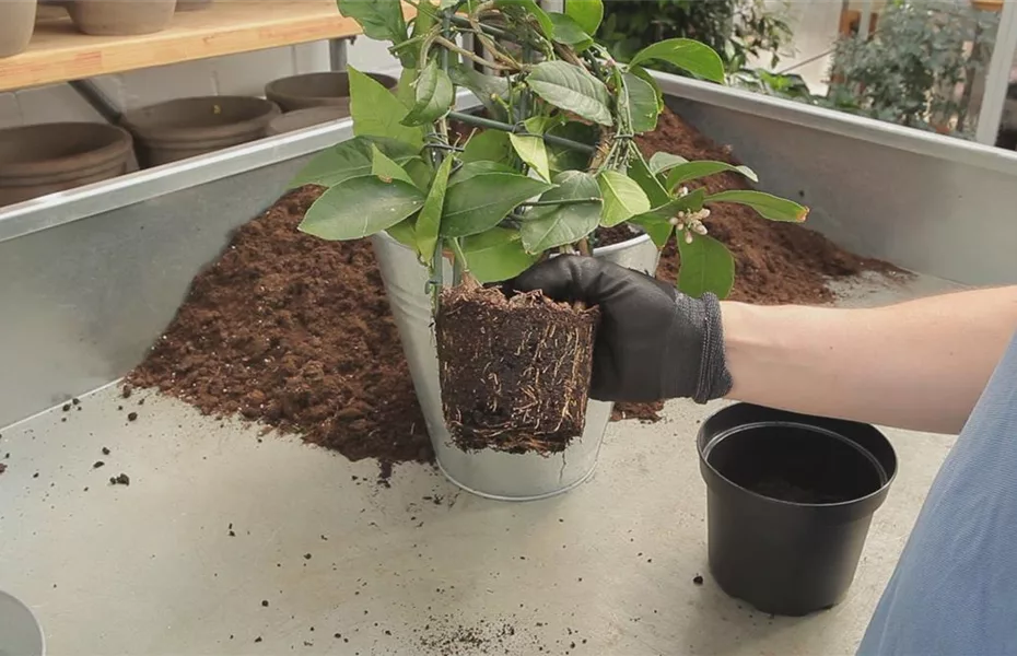 Pflanzzeit & Neubeginn im Garten