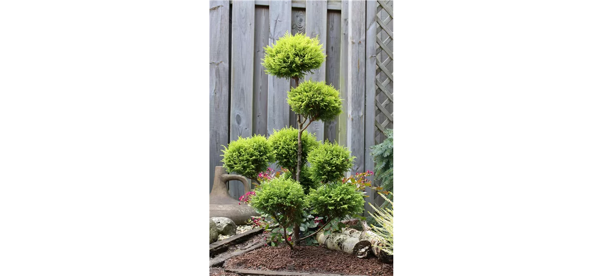 Gelbe Mooszypresse 'Plumosa Aurea' Bonsai, Topfgröße 15 Liter / Höhe 60-80cm