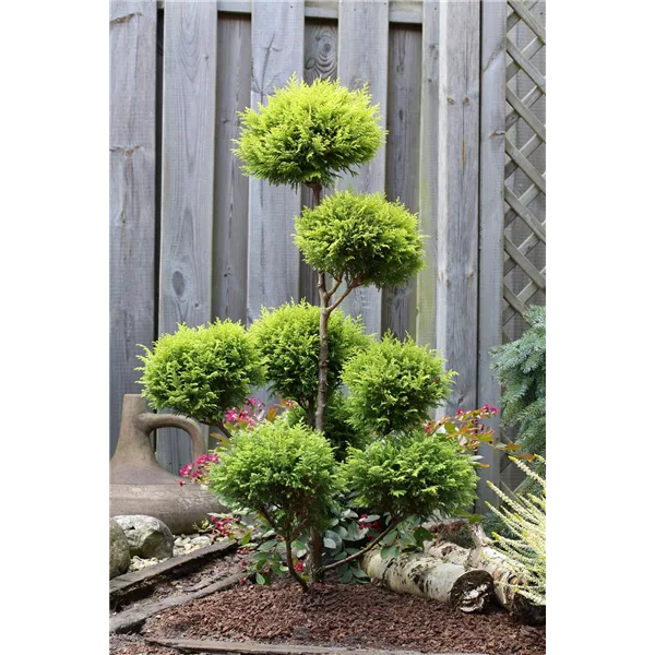 Gelbe Mooszypresse 'Plumosa Aurea'