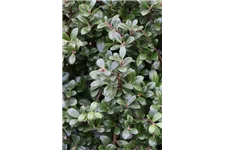 Berg-Ilex 'Glorie Gem' Topfgröße 5 Liter / Höhe 25-30cm