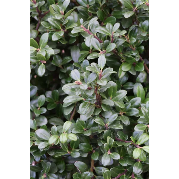 Berg-Ilex 'Glorie Gem'