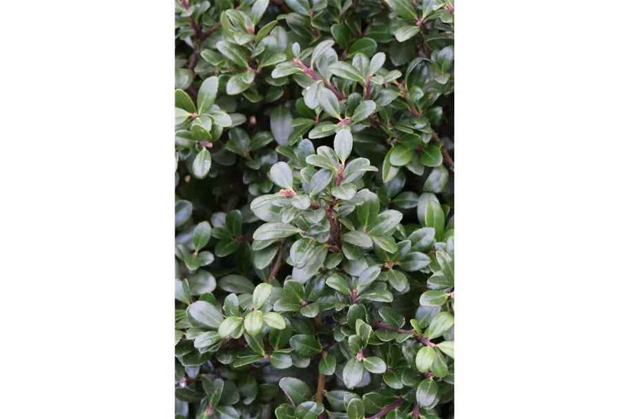 Berg-Ilex 'Glorie Gem' Topfgröße 5 Liter / Höhe 25-30cm