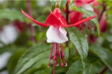 Garten-Fuchsie 'Madame Cornelissen' 1 Liter Topf