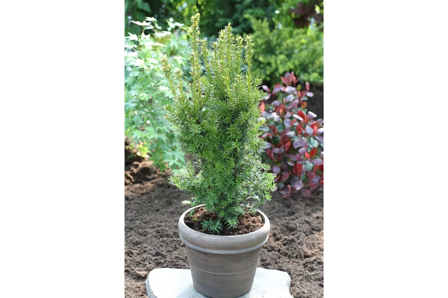 Fruchtende Bechereibe 'Hicksii' Topfgröße 5 Liter / Höhe 40-50cm